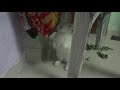 Clapping Bunny 