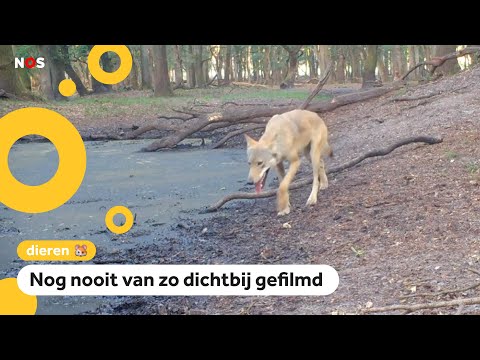 Unieke beelden van wolvin op de Veluwe