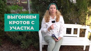 Как выгнать крота с участка? Экологичный и гуманный способ без вреда для здоровья