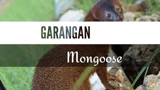 GARANGAN (mongoose)