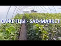Обзор саженцев винограда - Сад-маркет - 2025