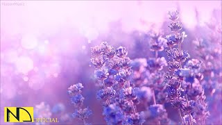 Morning Relaxing Music 🎵 Morning Meditation Music, Stress Relief Music, Relaxing Music by 나단뮤직 음악듣기 - NadanMusic Label 480 views 2 months ago 3 hours, 9 minutes