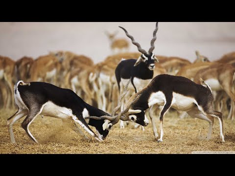 Video: Dünyanın en küçük antilopu. Antilop dik-dik: açıklama, fotoğraf