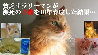 保護した子猫を10年育成した結果…衝撃の姿に