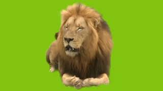 Lion Green Screen Effect Without Copyright