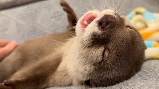 あまりにも喋りすぎて、疲れて寝てしまったカワウソ otter who talked too much, got tired and went to sleep.