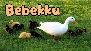 Bebekku | Lagu anak | Lagu anak populer