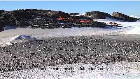 Shrinking Sea Ice Stresses Emperor Penguins