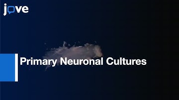Primary Neuronal Cultures From Brains Of Late Stage Drosophila Pupae l Protocol Preview