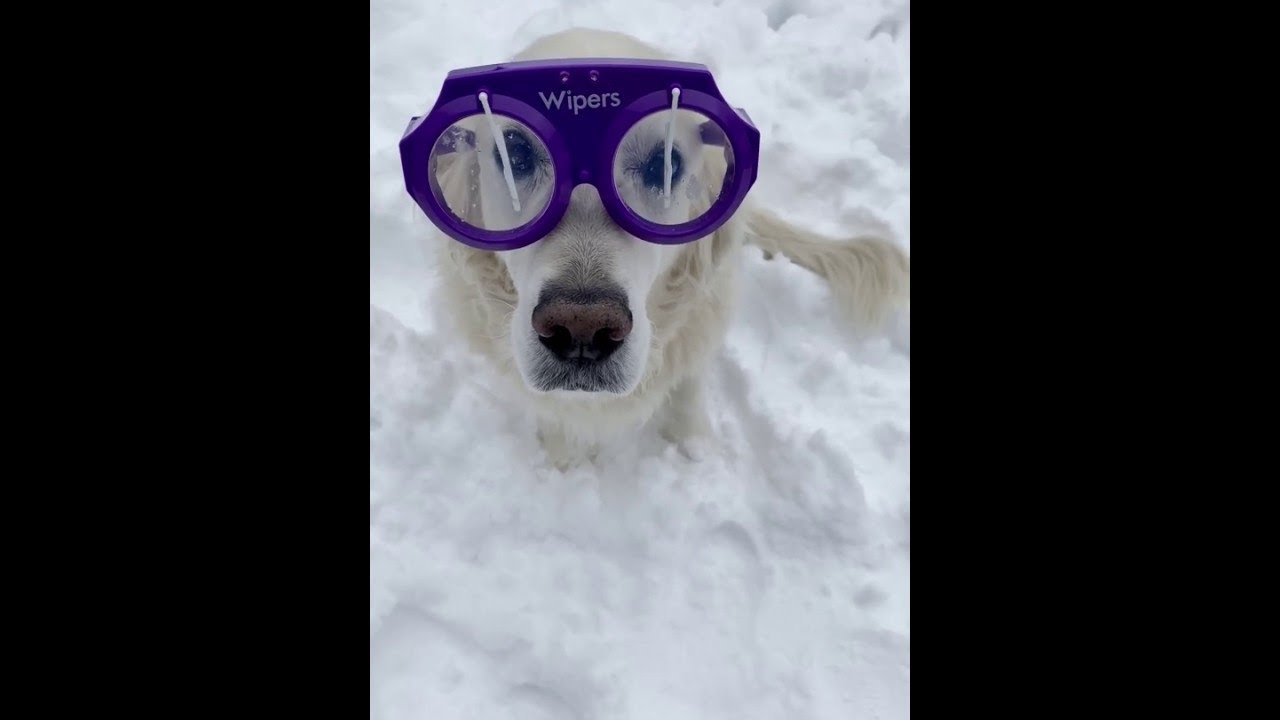Glasses With Wipers Keep Pup is Ready to Play ViralHog YouTube