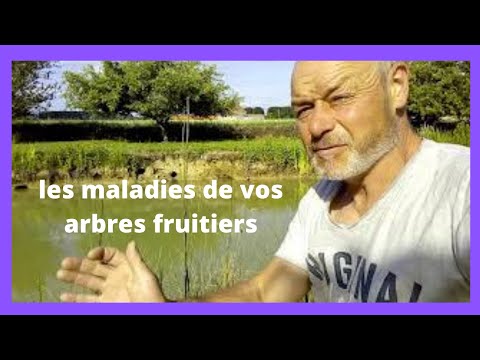 Maladie des arbres fruitiers la moniliose