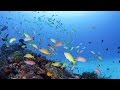 [ 4K Ultra HD ] 奄美の海中世界 Underwater World in Amami Islands (Shot on RED EPIC)