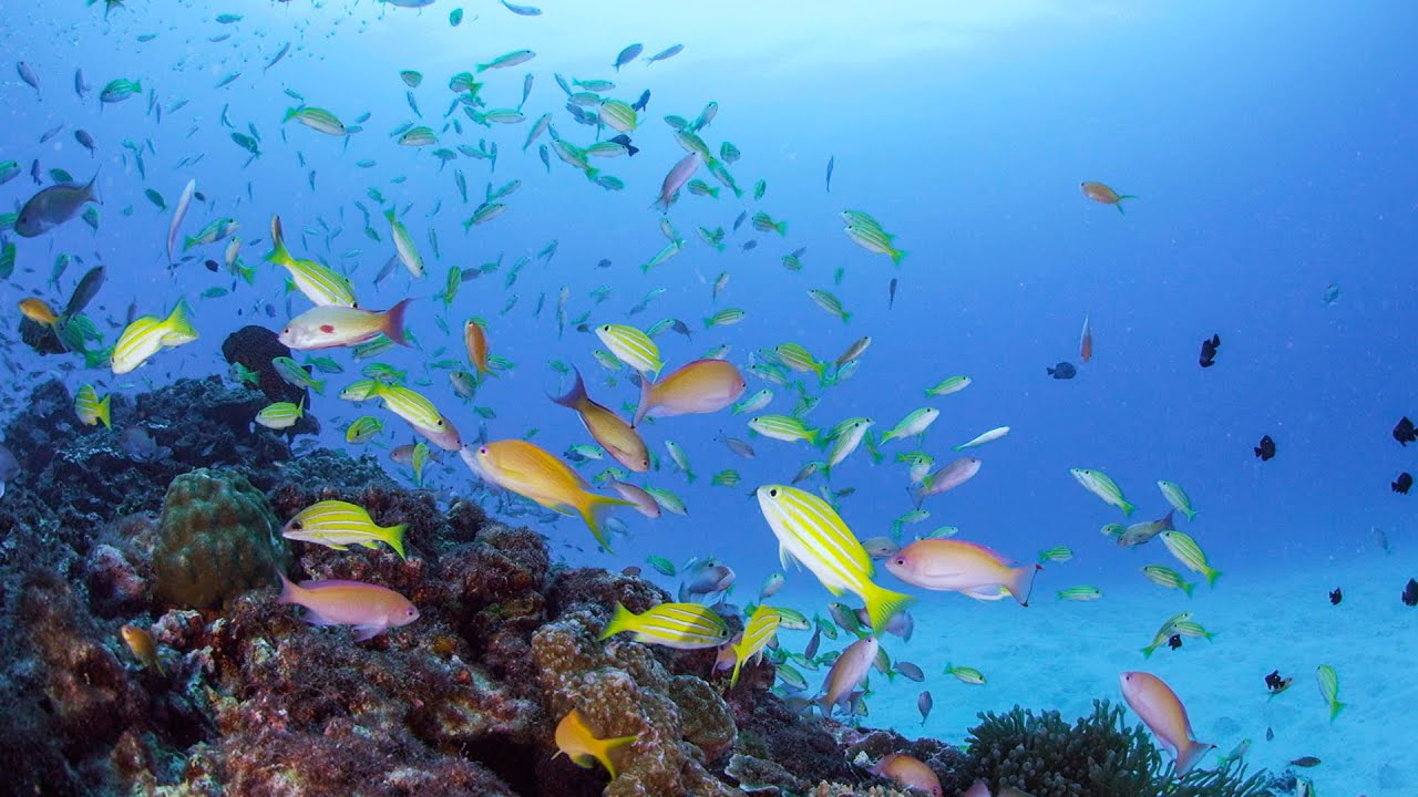 4k Ultra Hd 奄美の海中世界 Underwater World In Amami Islands Shot On Red Epic Youtube