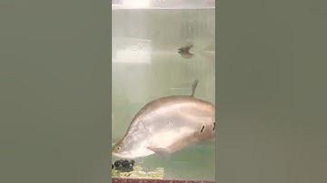 Cá Thác Lác Cườm Nuôi Thế Nào?