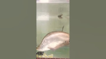 Cá Thác Lác Cườm Nuôi Thế Nào?