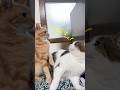 猫には先輩後輩とか関係ないの⁇🙀🙄 #猫のいる暮らし #ねこ動画 #猫好きさんと繋がりたい #ねこ #ねこ部 #先輩後輩 #shorts