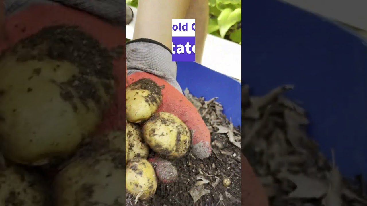 Potato seeds to harvest from 55-gallon plastic barrels | Vuon Rau Texas  #texasgardening #potatoes - YouTube, image size:1280x720