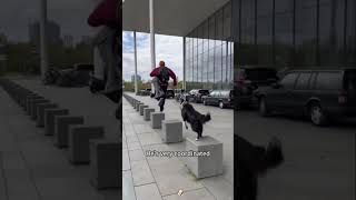 Dog Likes Parkour