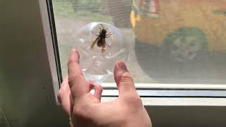 I caught a huge hornet in my house, a little more and I would have been bitten