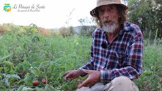 Faut-il tailler les tomates : la réponse de Pascal Poot