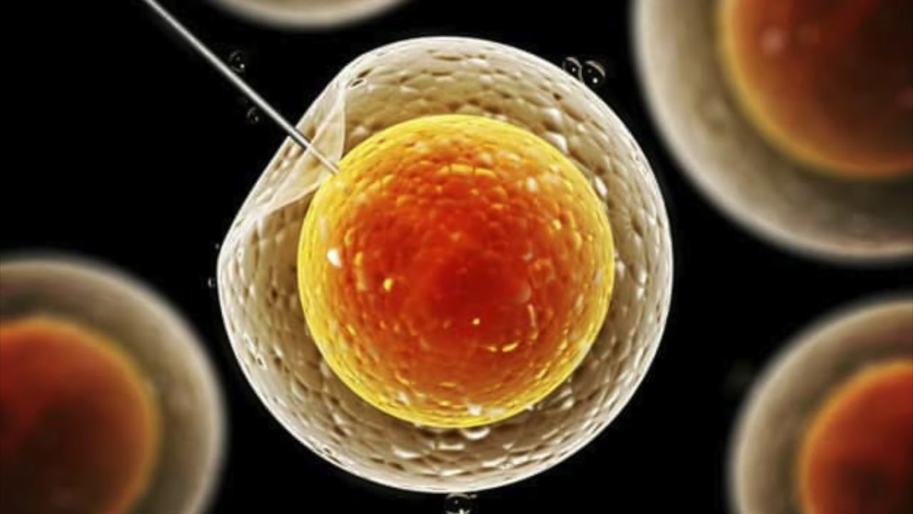 research on embryos