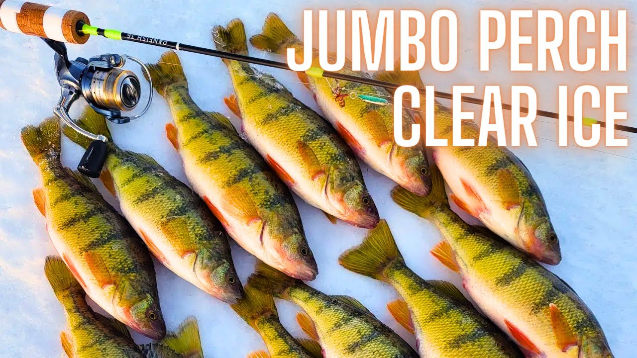 How to Catch Jumbo Perch Ice Fishing with Jaw Jacker and Tungsten