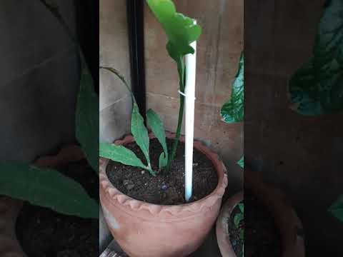 Epiphyllum Oxypetalum | Update Shorts