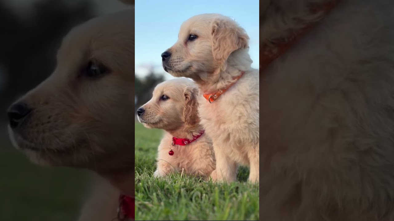 I’ll cheer you up!❤️