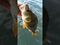 GUNKI POWER #fishing #gunki #fish #technodance #techno #keepgoing #keepsupporting #fridayvibe