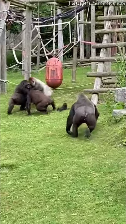 Baby Gorilla Kept Safe While Silverback Settles Scuffle || ViralHog