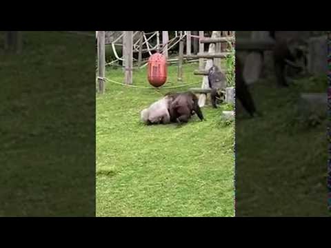 Baby Gorilla Kept Safe While Silverback Settles Scuffle || ViralHog