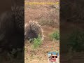 Leopardo ataca ourio e se da muito mal veja o bloqueio shorts