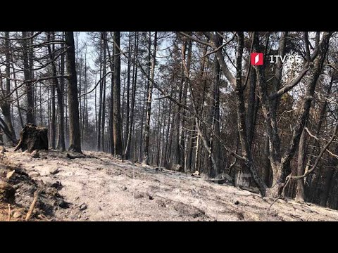 ვითარება ბორჯომის ხეობაში