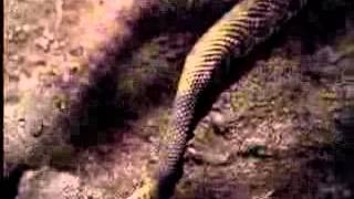 The Jeff Corwin Experience  Guyana Land Of the Giants Part 2 Low