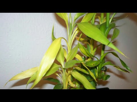 Lucky bamboo plant leaves turning yellow