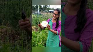 ఈ తెగులు వస్తే ఇలా చెక్ పెట్టండి #shorts #gardeningtips #telugugardeningvlogs #tips #organic