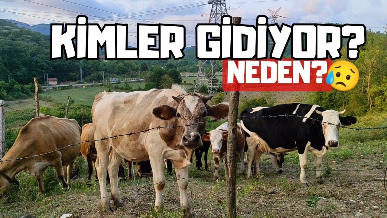 Bazı Hayvanlarımızı Satmaya Karar Verdik | Jersey Düve