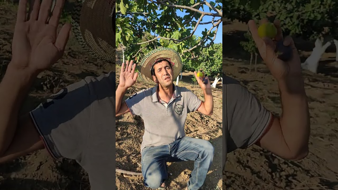 @Un verger de figuier model