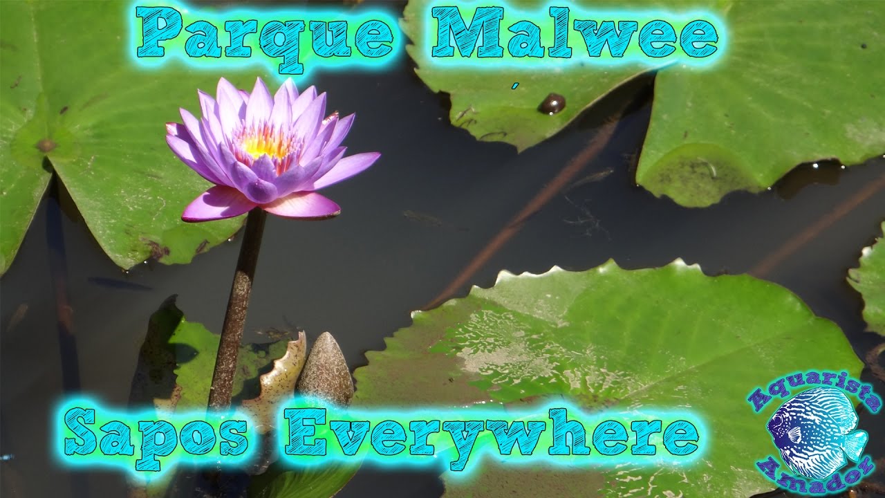 Visita ao Parque Malwee – Sapos, plantas e uma onça