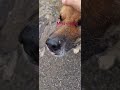 Street Dog 😍 #shorts #short #ytstudioes #ytshorts #ytshort #youtubeshorts #yt