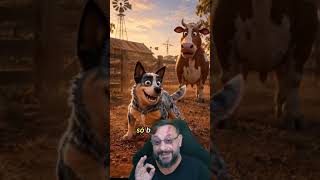 Boiadeiro-australiano, Blue heeler e seu trabalho no campo #biologohenrique   #raçasdecachorros
