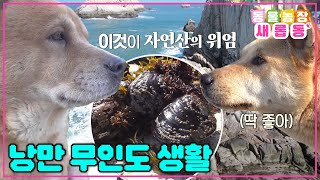 [#새롭동물농장]황도 달래와 함께하는 즐거운 섬 생활기(2) / EP.1172 #TV동물농장 #AnimalFarm #SBSstory