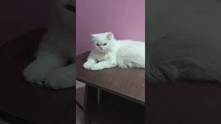 அழகு பொண்ணு Jaqualine #cat #persiancat #பூனை #catvideos #shortfeed #youtube #cutecat #trending #pets by Cat Paws 120 views 7 months ago 2 minutes, 22 seconds