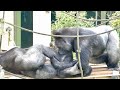 Shabani looks sleepy, but responds quickly when his son spoils him.|Gorilla