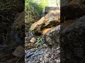 Relaxing Water Sounds