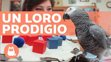 ¿Cuál es el pájaro más inteligente como mascota?