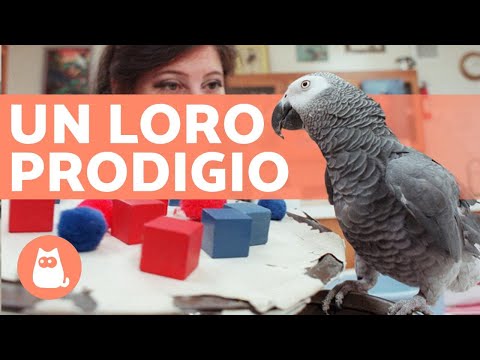 Video: Un Conure oscuro como un pájaro mascota: un loro cariñoso e inteligente