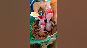 Hand Feeding Baby Birds Meskipops Birds Animals Babybird 