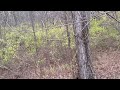 5 yards doe | hunt Nepal