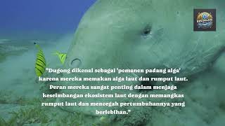Mengungkap Rahasia Dugong: 'Putri Duyung' Nyata dengan Kehidupan Unik!